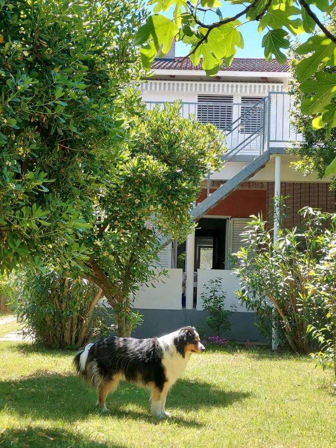 .....Und Der Hund Darf Mit Lejlighed Privlaka  Eksteriør billede